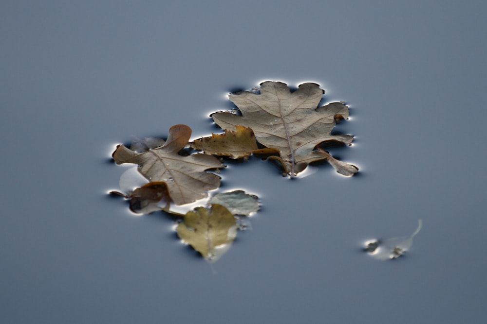 a group of leaves floating on top of a body of water