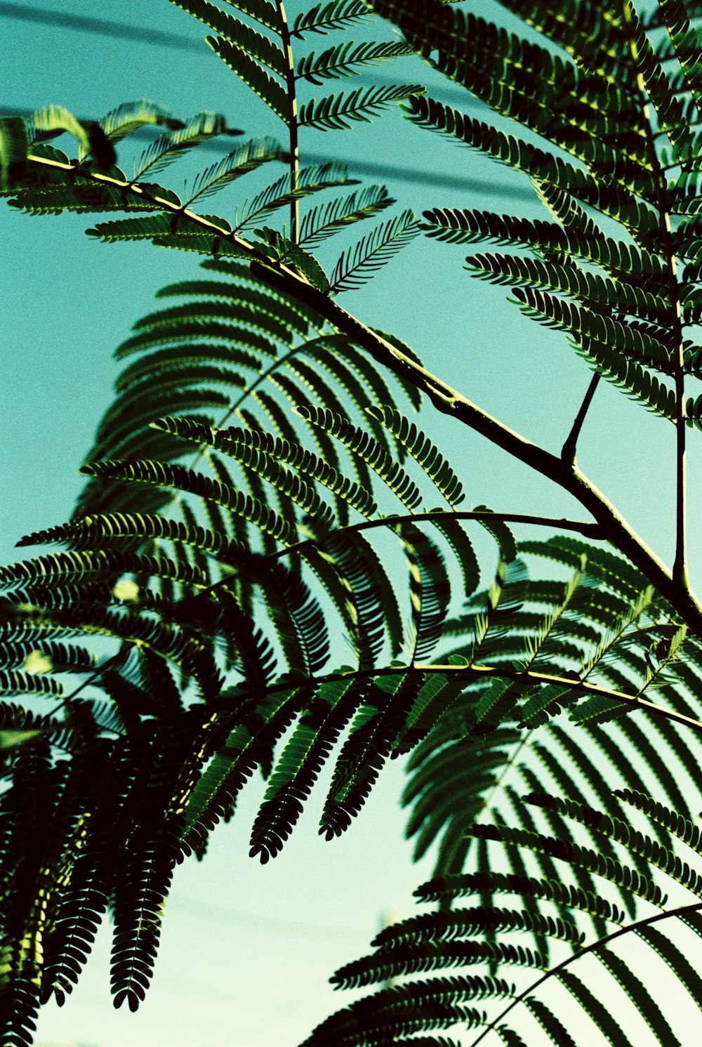 a close up of a leafy plant against a blue sky