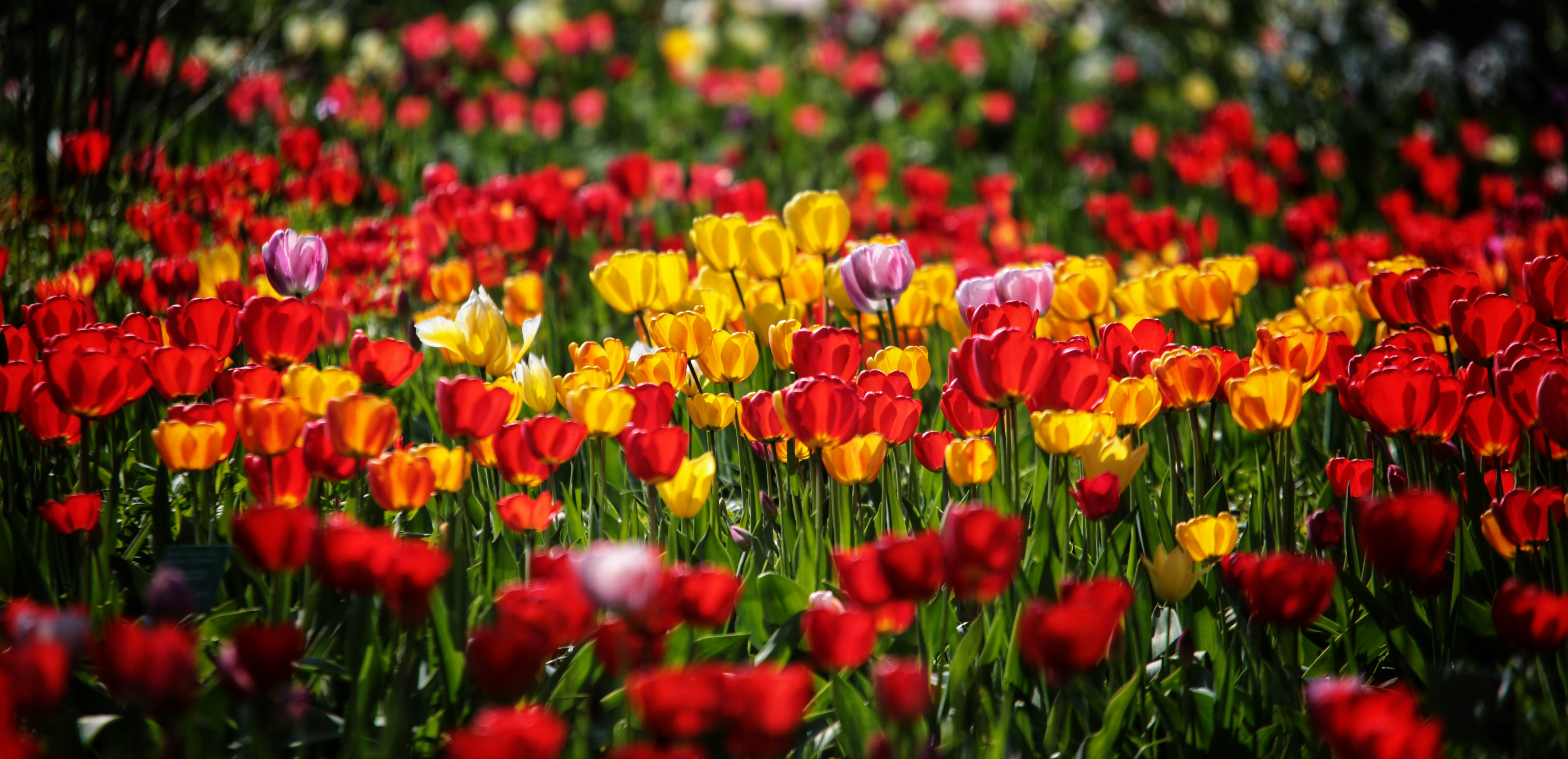Un champ plein de tulipes rouges, jaunes et roses photo – Photo ...