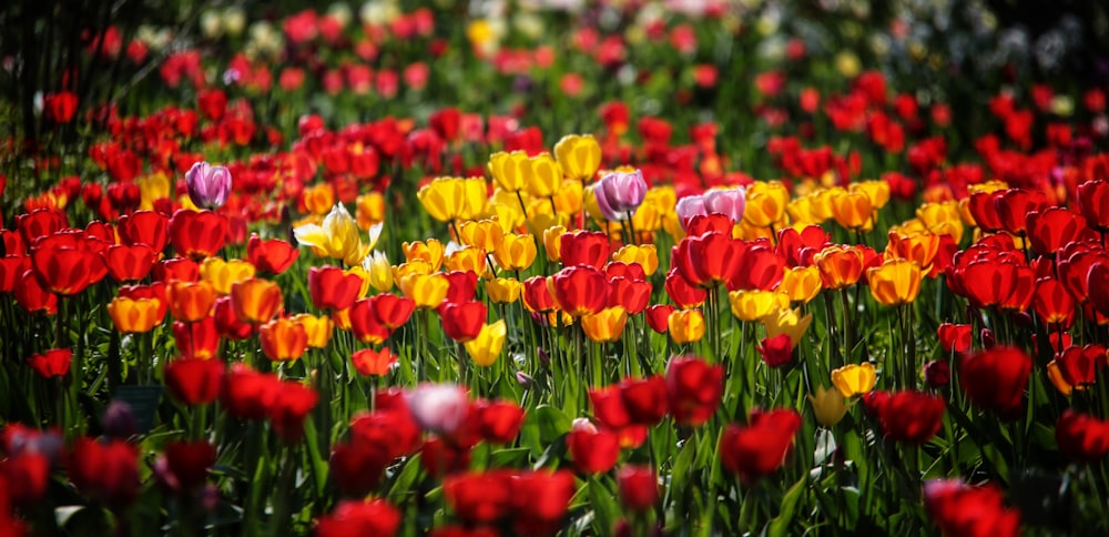 a field full of red, yellow and pink tulips