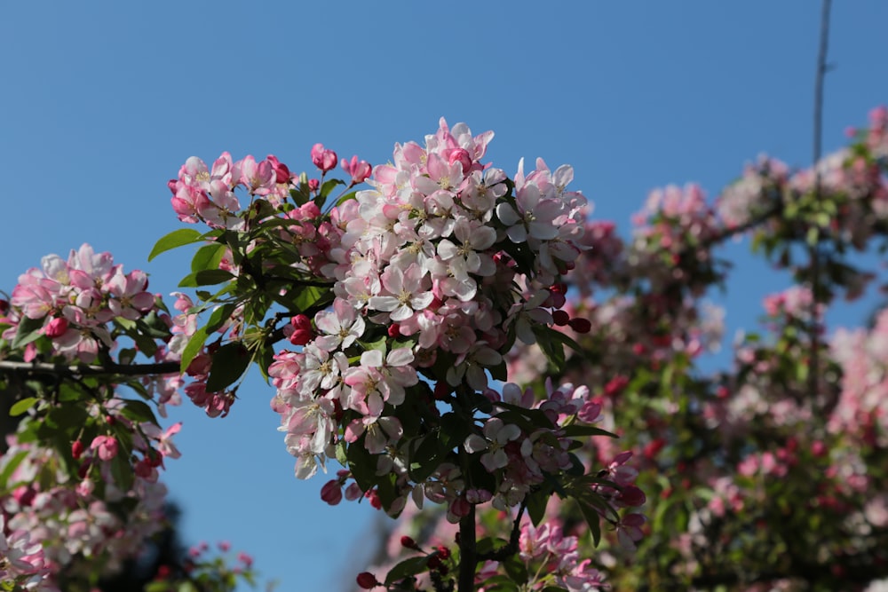 pink and white flowers are blooming on a tree