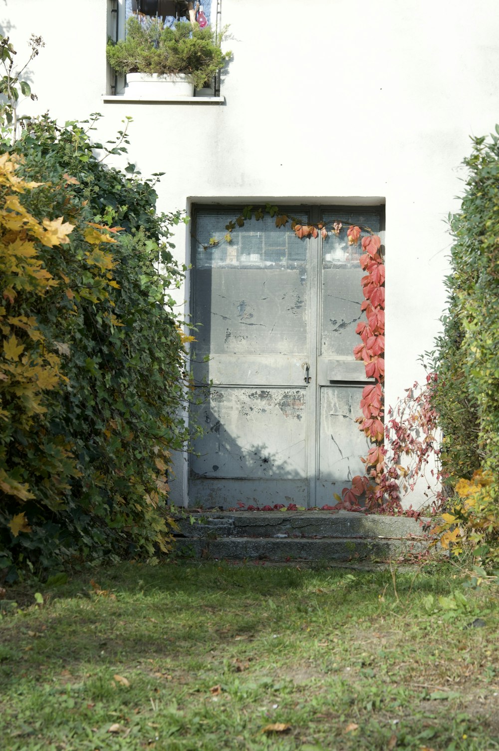 a cat sitting on the grass in front of a door