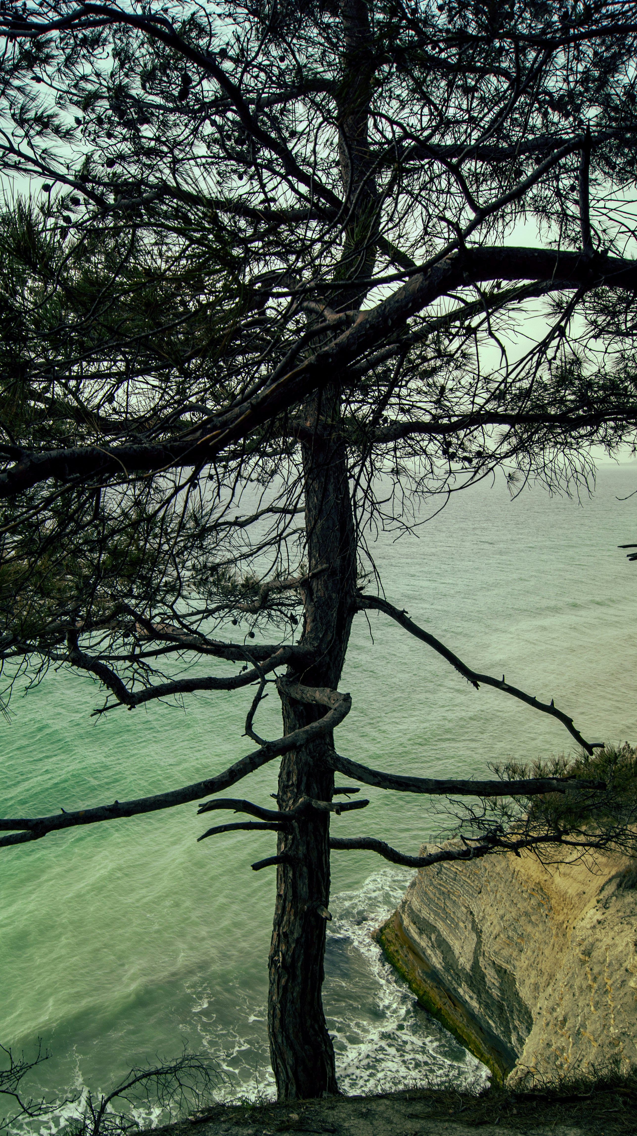 a lone tree on the edge of a cliff overlooking the ocean