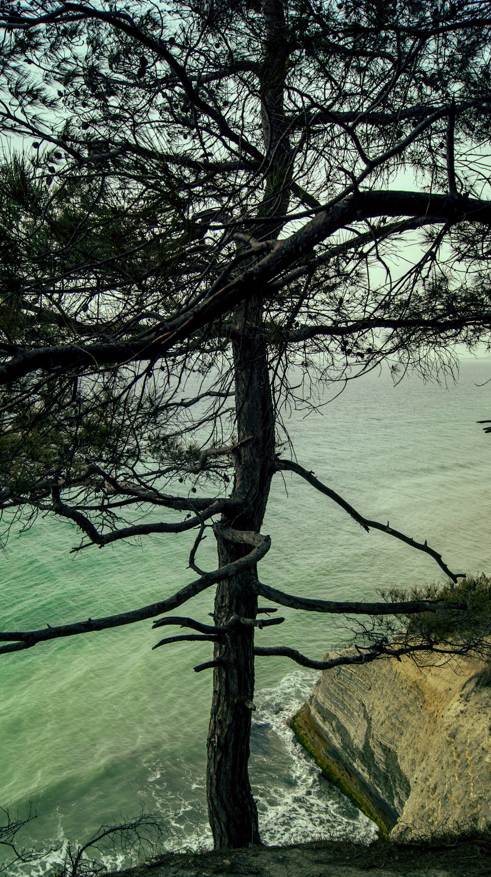 바다가 내려다 보이는 절벽 가장자리에있는 외로운 나무