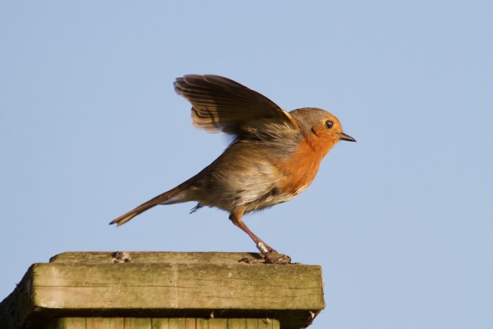 a small bird standing on top of a wooden post