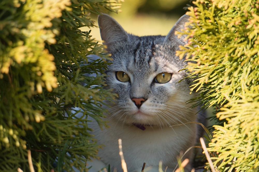 a grey and white cat hiding behind a bush