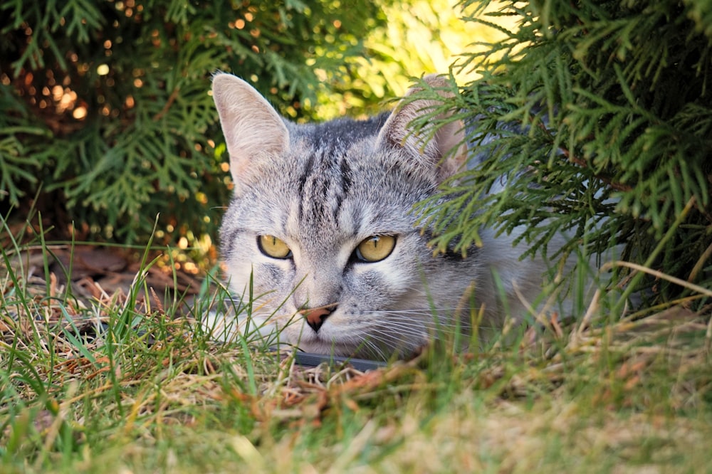 a cat is laying in the grass and looking at the camera