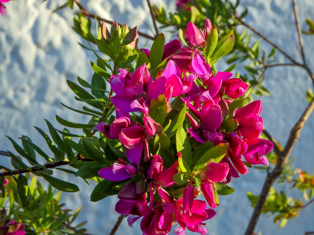 a bunch of flowers that are on a tree