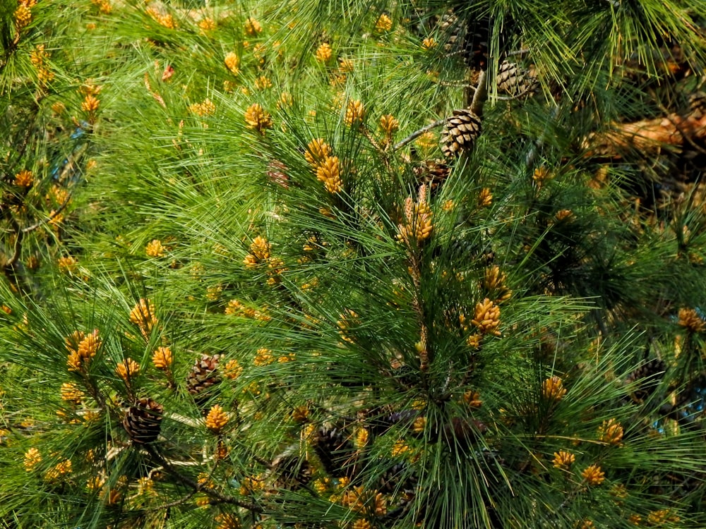 a bird is perched on a branch of a pine tree