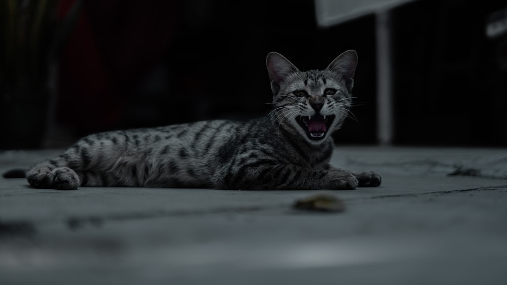 a cat yawns while laying on the ground