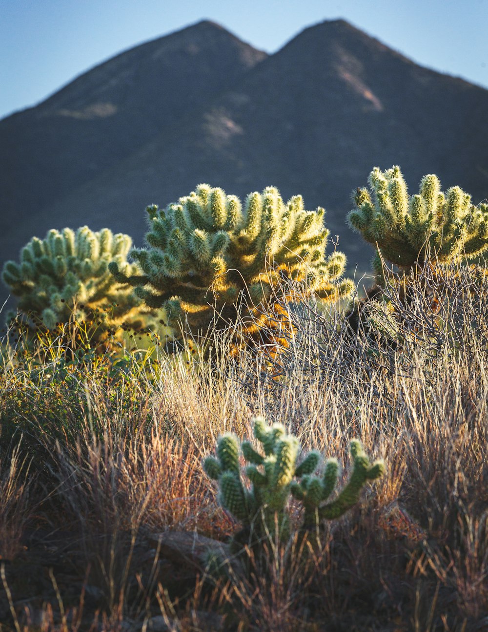 a group of cactus plants in front of a mountain