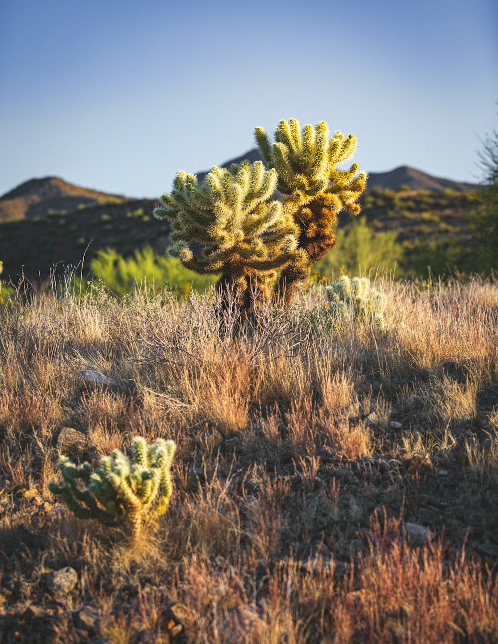 Un cactus en un campo con montañas al fondo
