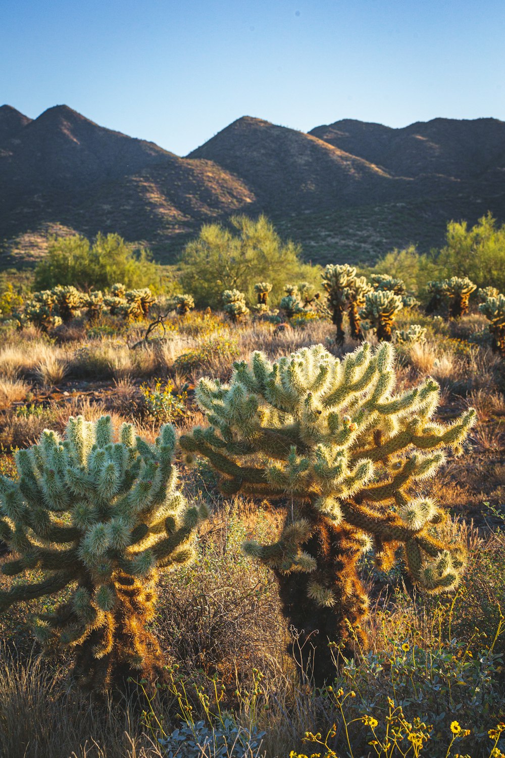 a group of cactus plants in a field with mountains in the background