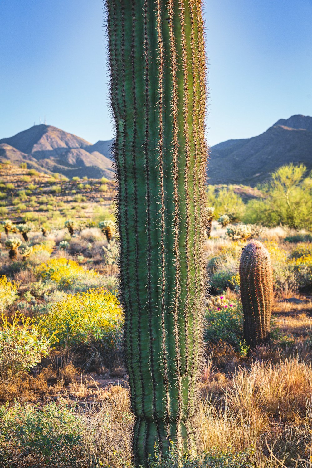 a large cactus in the middle of a desert