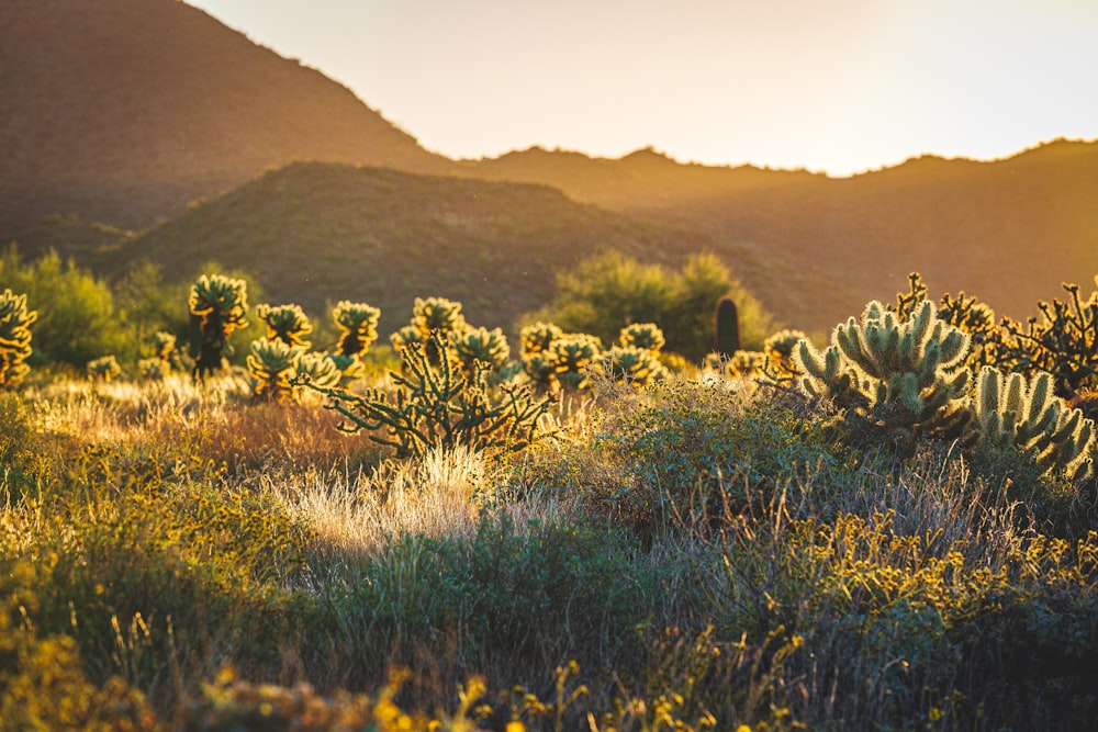 a field of cactus plants with mountains in the background