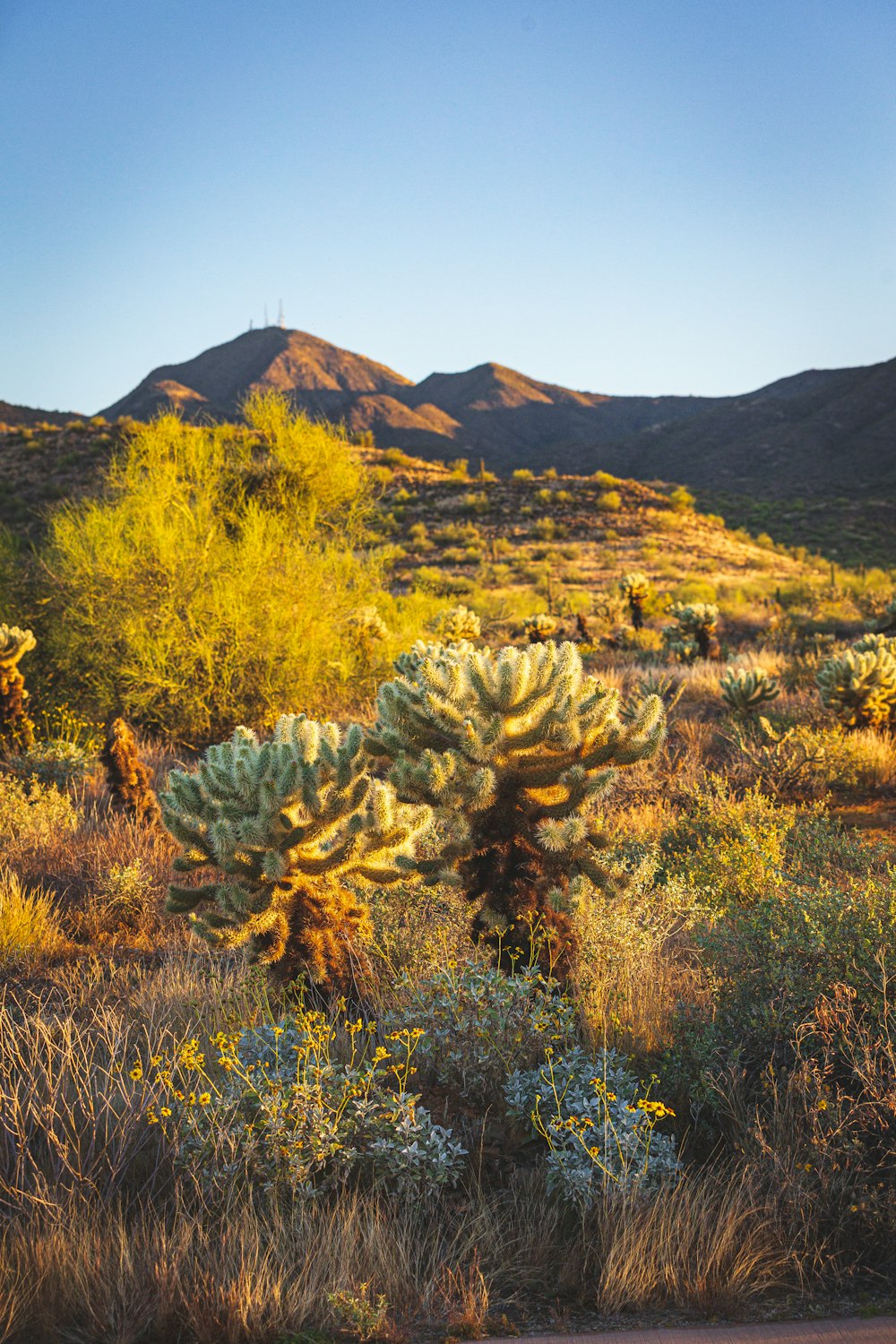 a large cactus in a field with mountains in the background