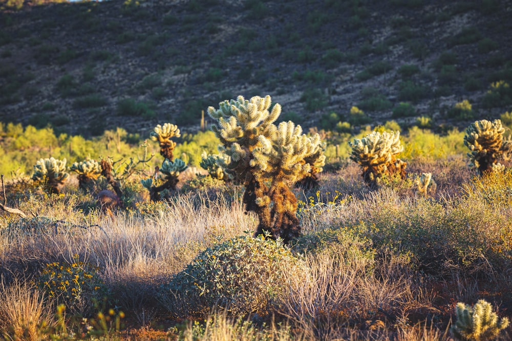 Un gran grupo de plantas de cactus en un campo