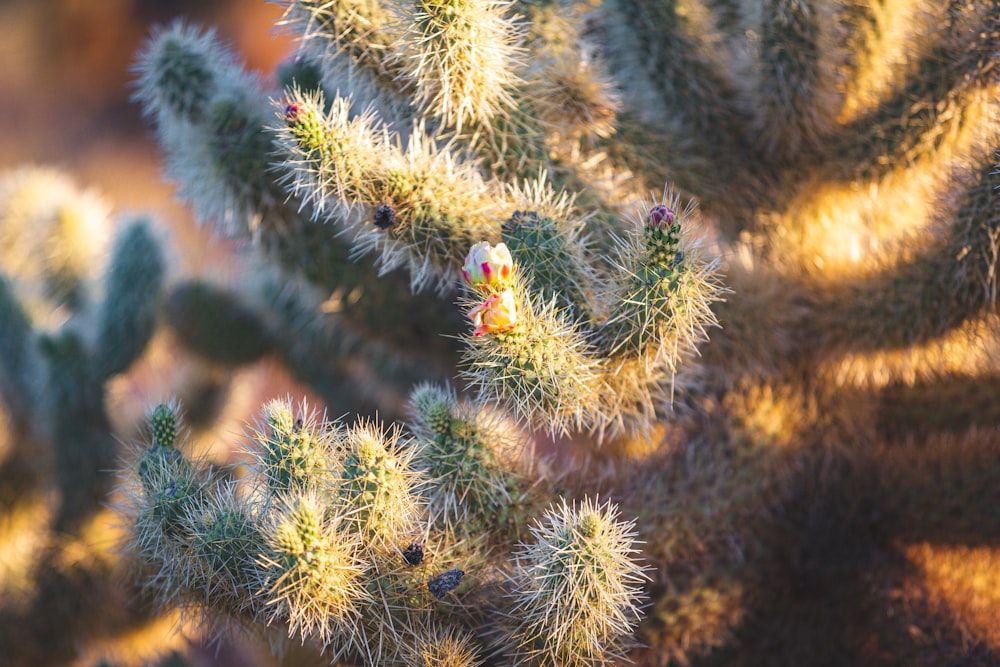 a close up of a small cactus plant