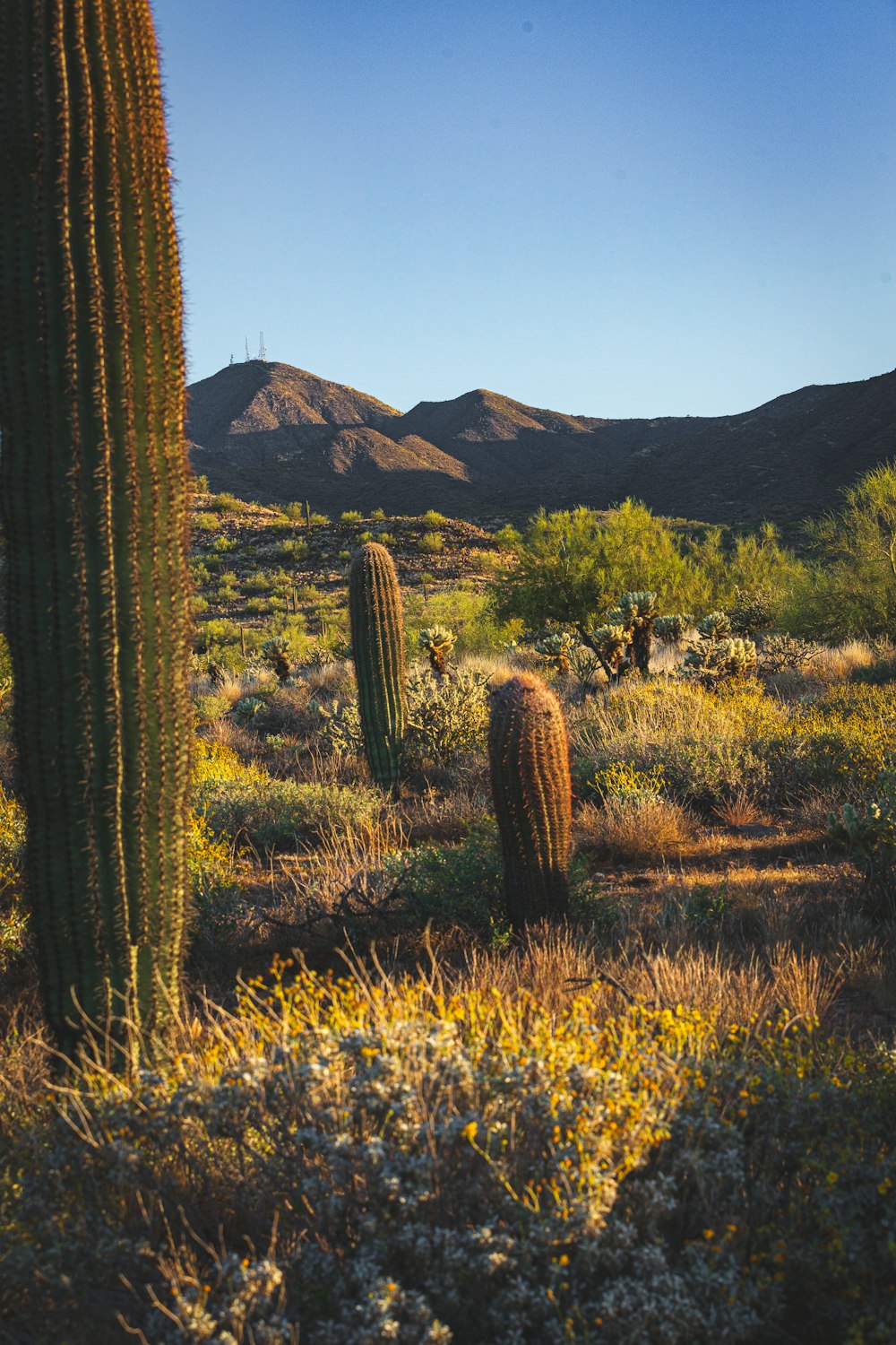 a large cactus in the middle of a desert