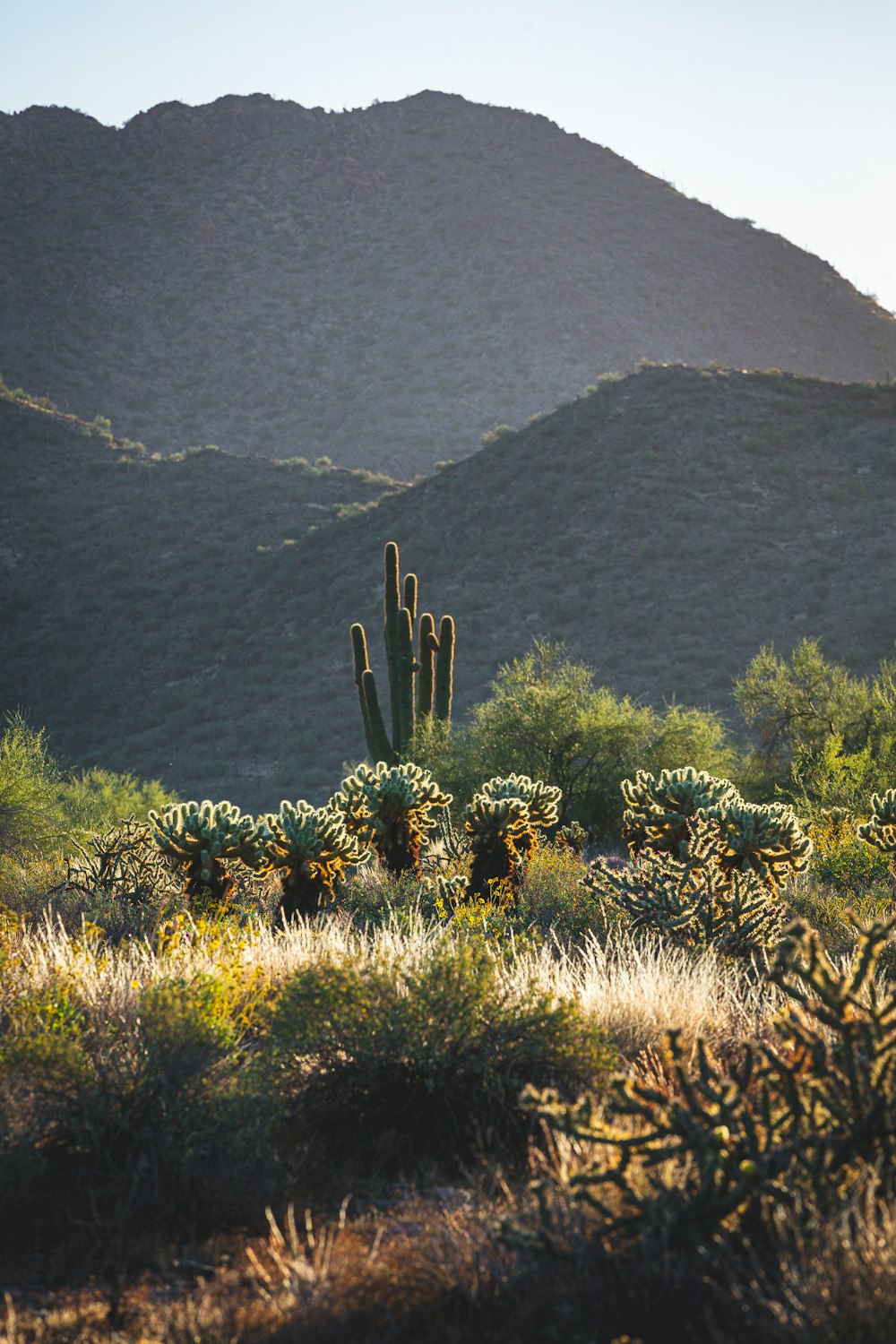 a cactus garden with mountains in the background