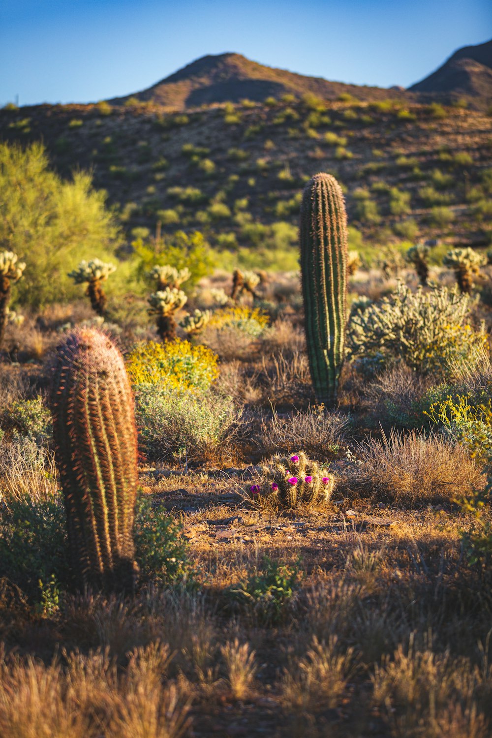 Un jardín de cactus con una montaña al fondo