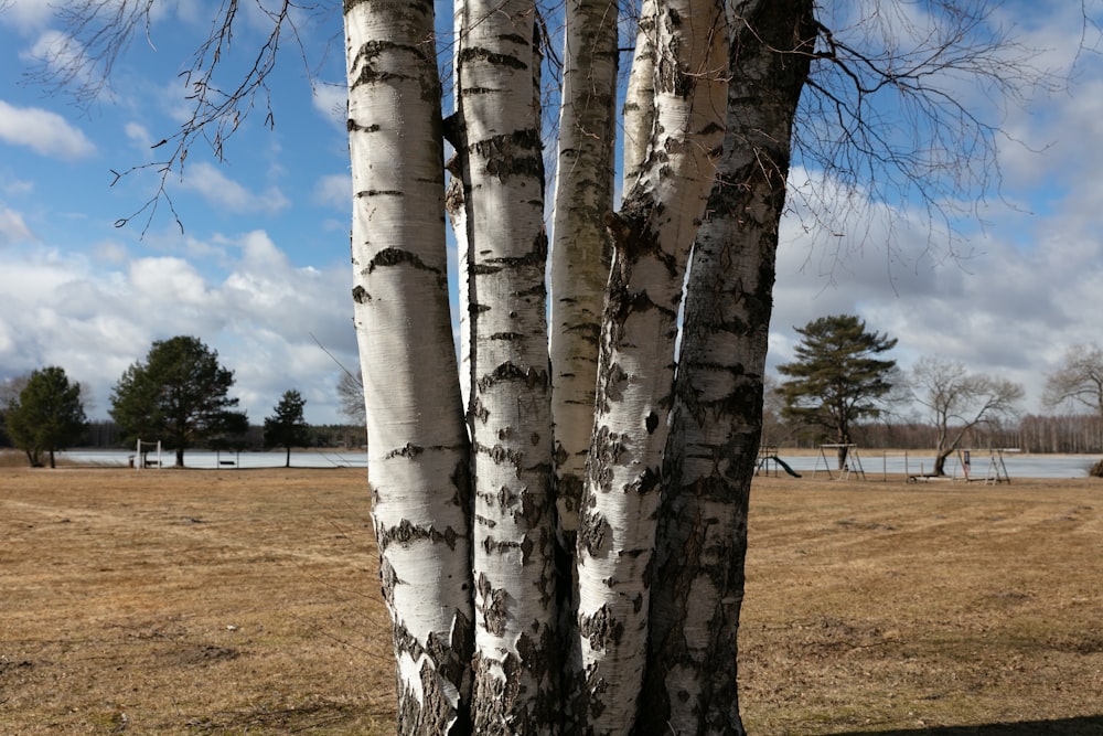 a couple of trees that are standing in the grass