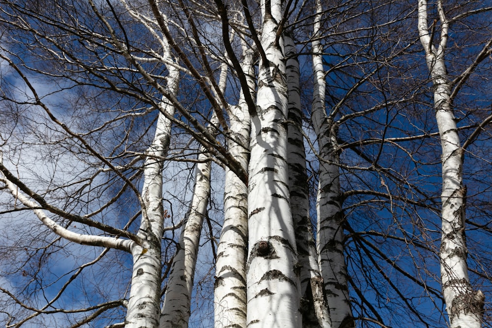 a group of tall white trees standing next to each other