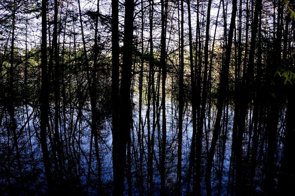 un plan d’eau entouré de nombreux arbres