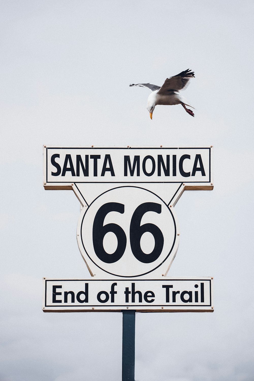 a seagull flying over a sign that says santa monica and the end of