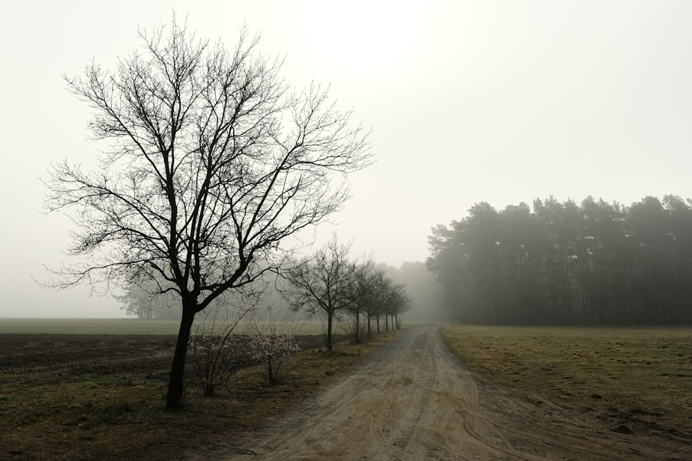 a dirt road with trees on both sides of it