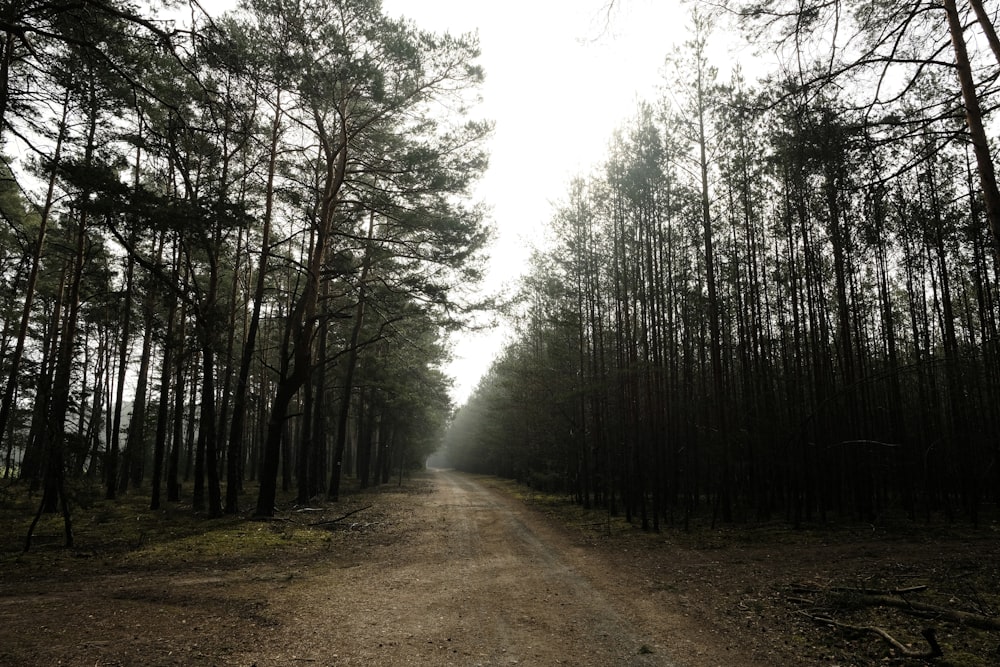 a dirt road in the middle of a forest