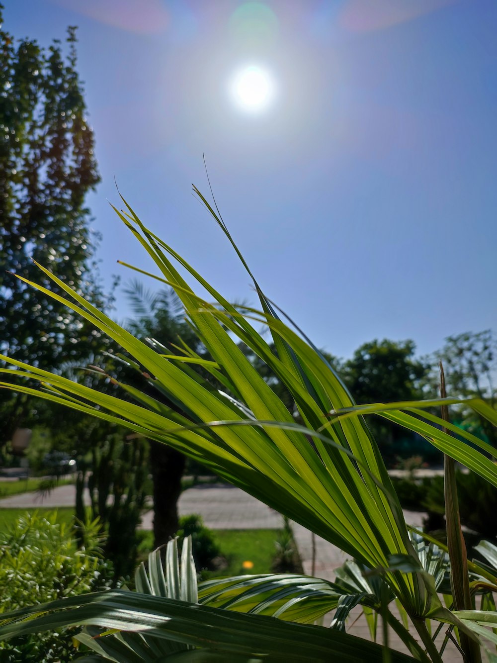 a close up of a plant with the sun in the background