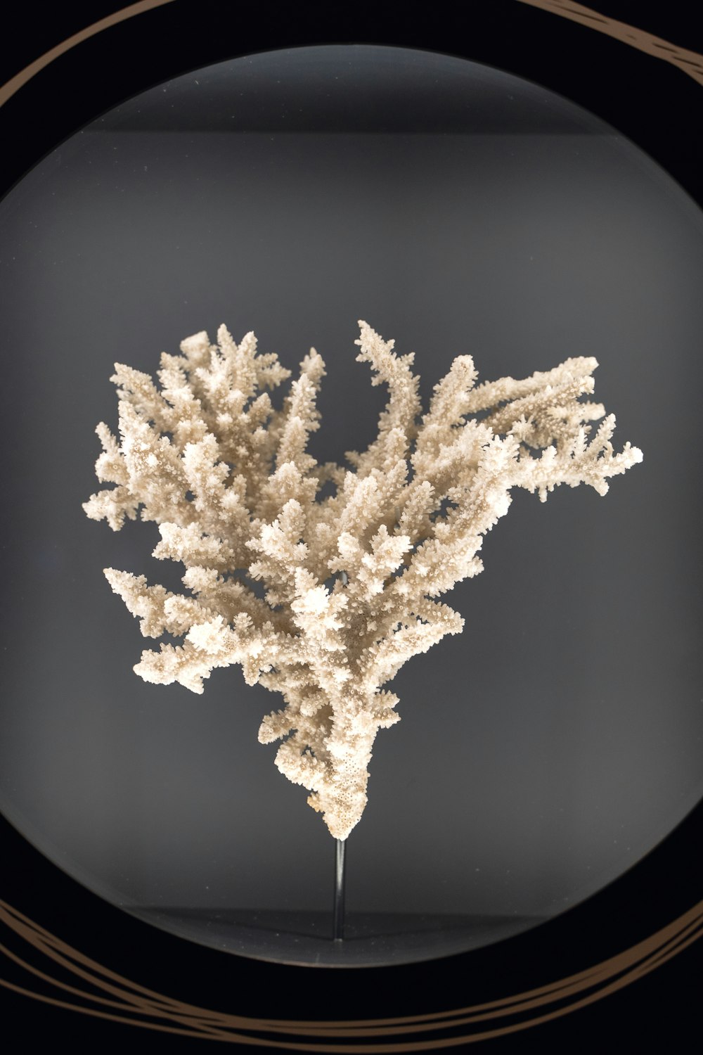 a picture of a white coral in a black frame