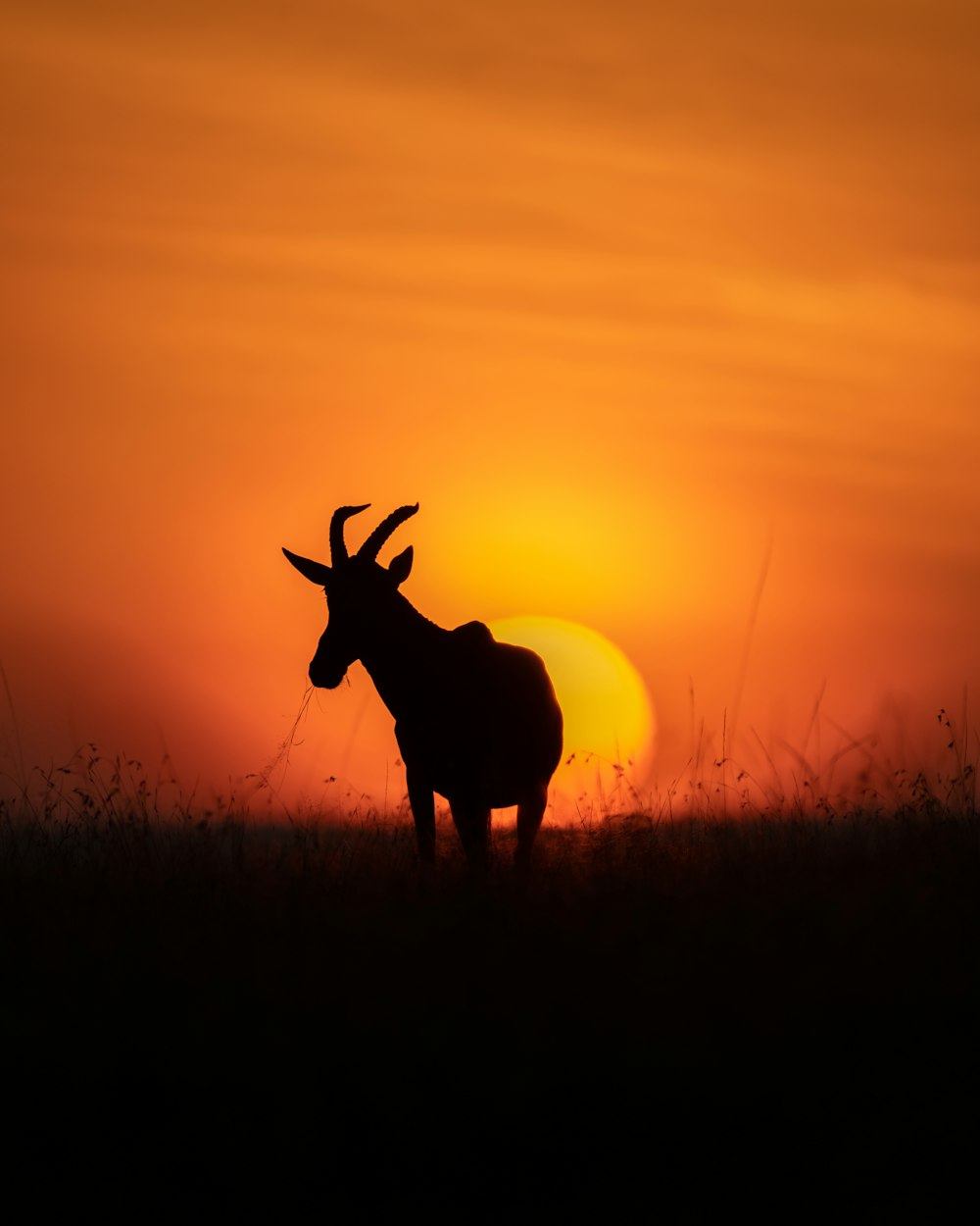 a cow standing in a field at sunset