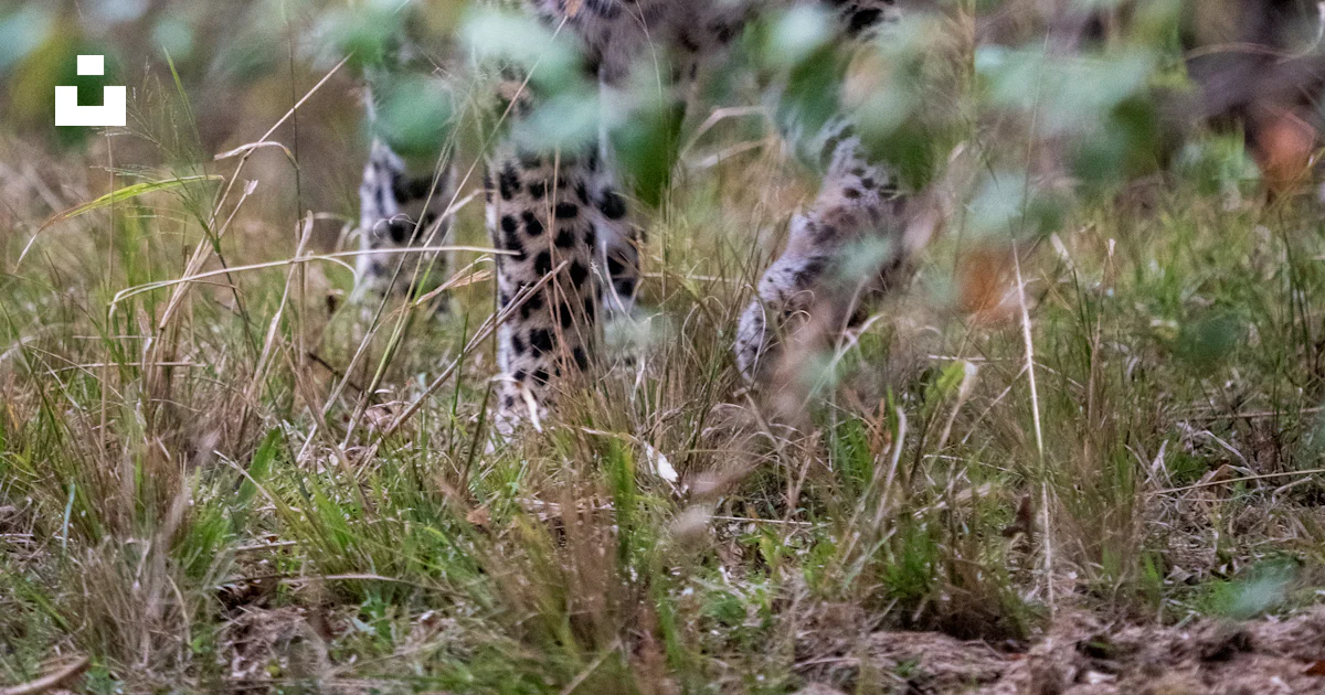 A couple of animals that are walking in the grass photo – Free Wildlife ...
