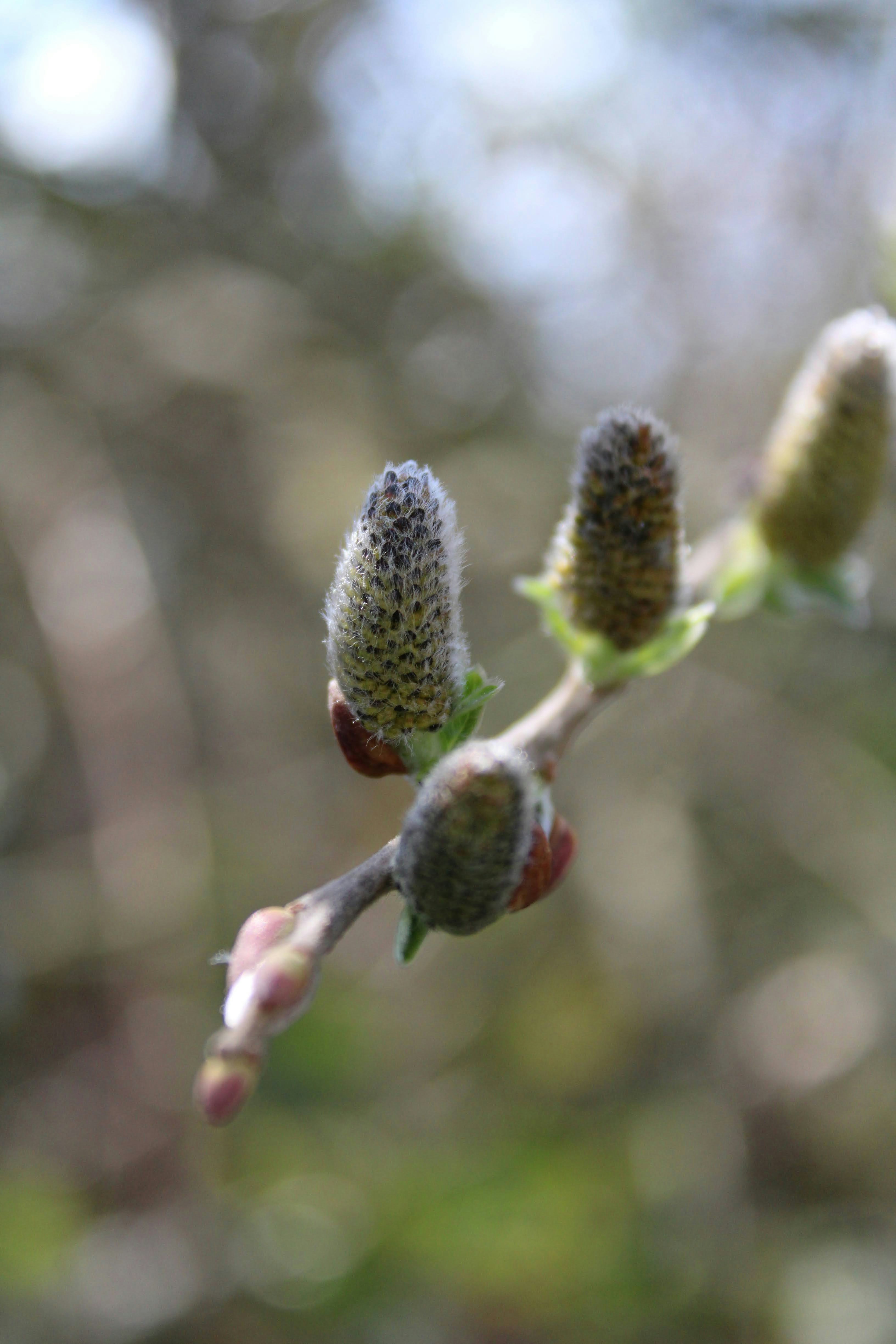 Photo by balesphotographyco