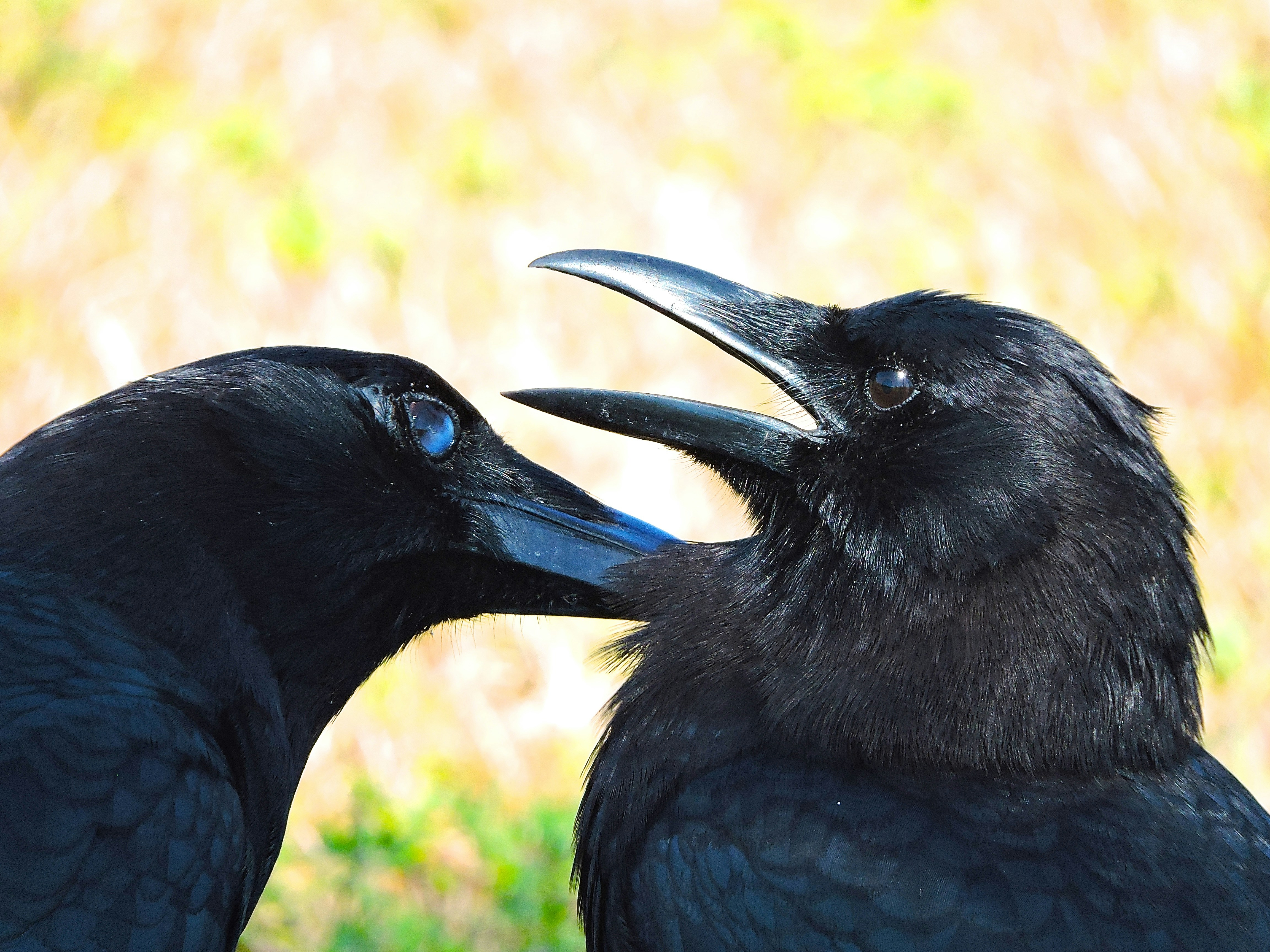 a couple of black birds standing next to each other