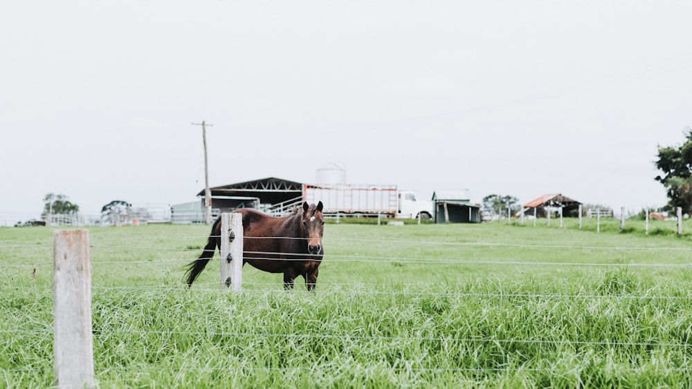 um cavalo em pé em um campo atrás de uma cerca