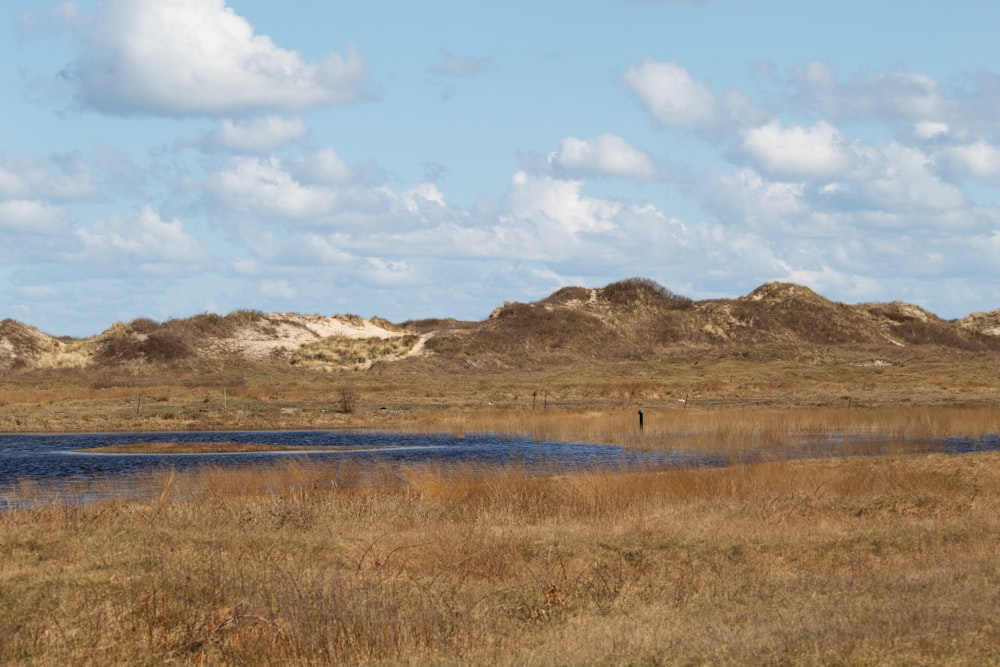 a herd of sheep grazing on a dry grass covered field