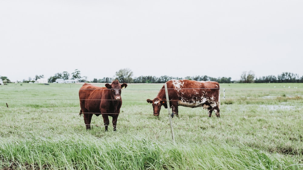 a couple of cows standing on top of a lush green field