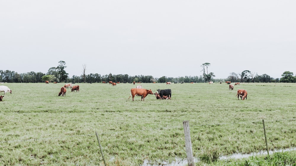 a herd of cattle grazing on a lush green field