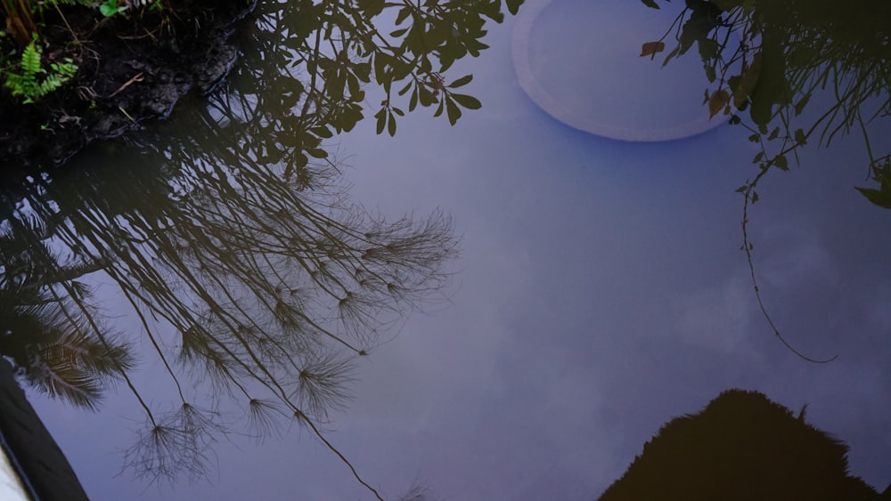 a frisbee floating on top of a body of water