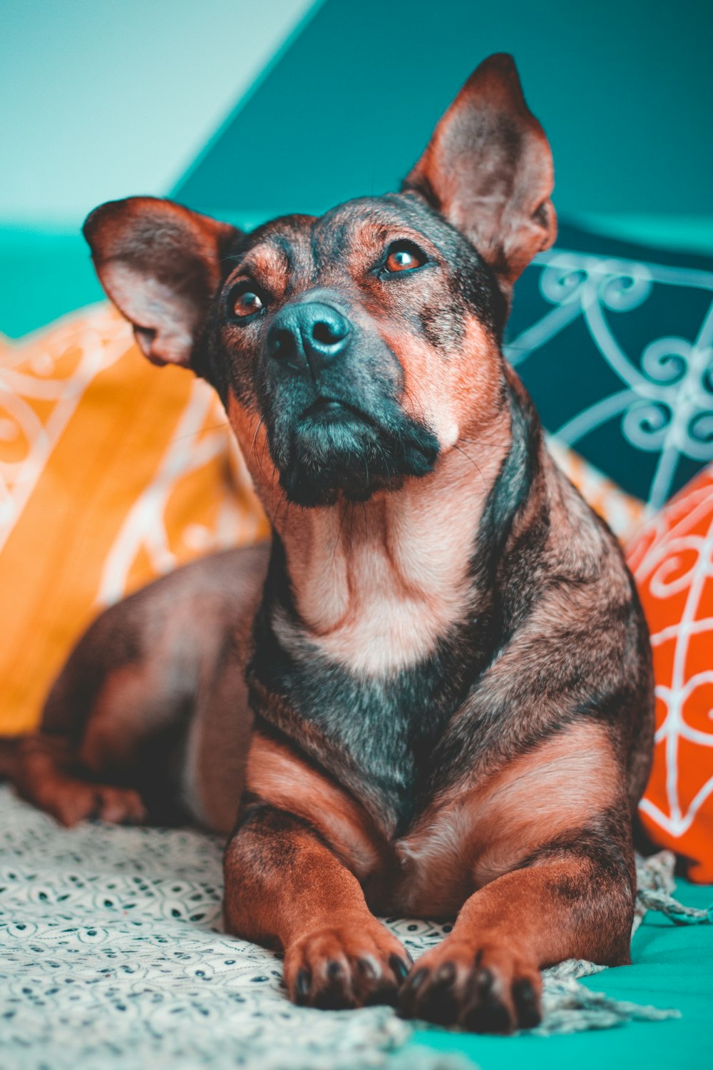 a brown and black dog laying on top of a bed