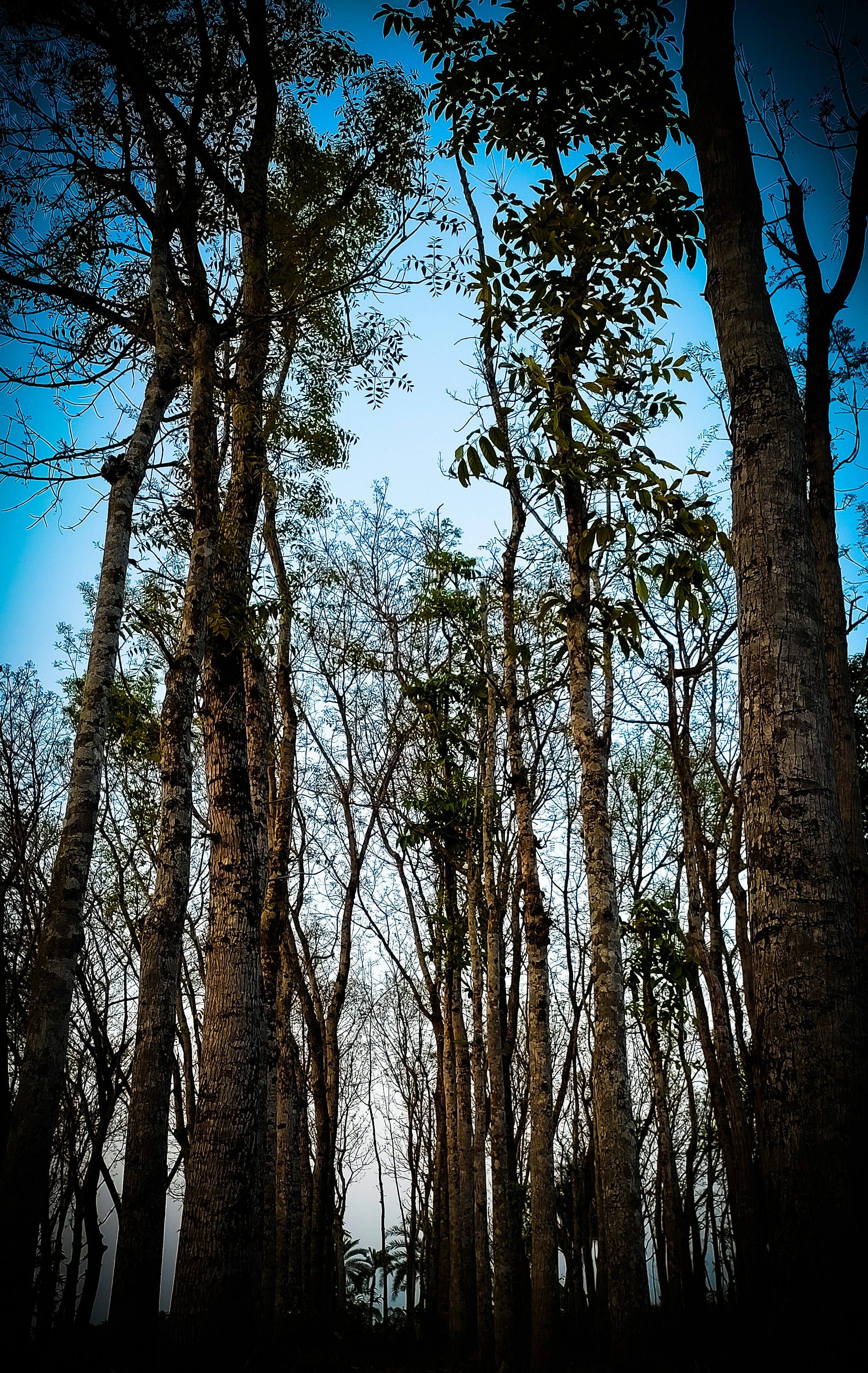 a forest filled with lots of tall trees