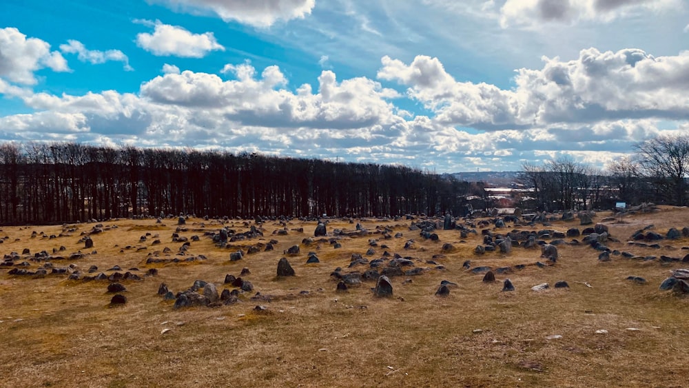 a field full of rocks and trees under a cloudy blue sky