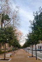 a street lined with trees and benches next to a street