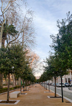 a street lined with trees and benches next to a street