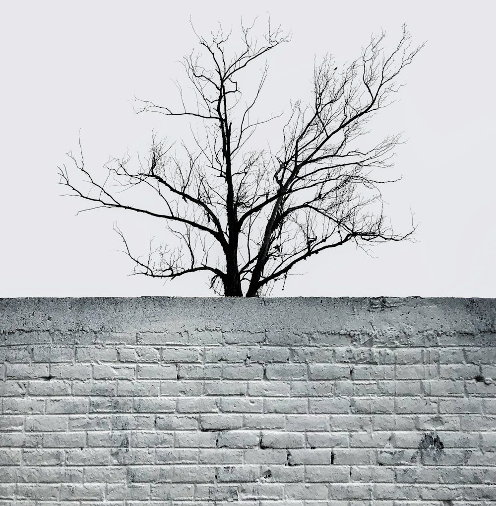 a bare tree sitting on top of a brick wall