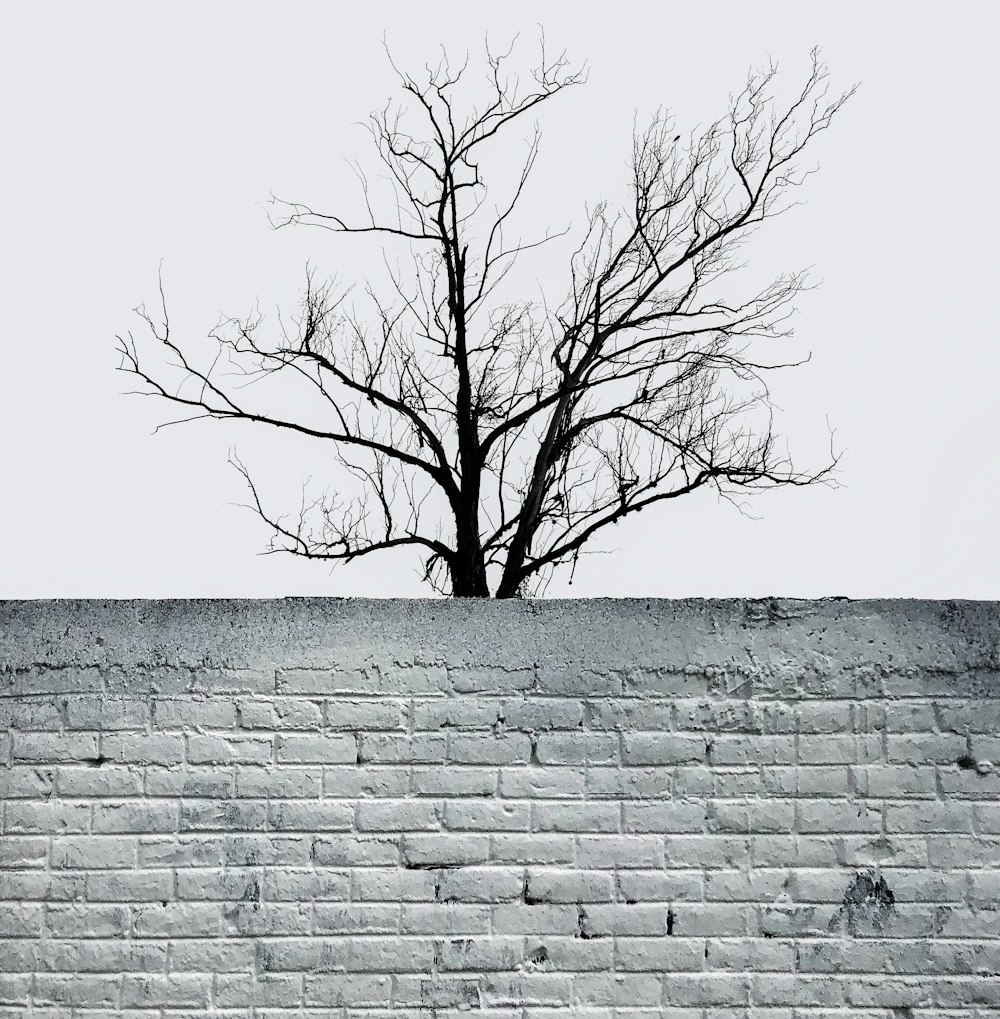 Un albero nudo seduto sulla cima di un muro di mattoni