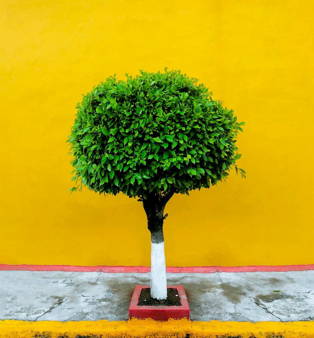 a small tree in a pot on a sidewalk